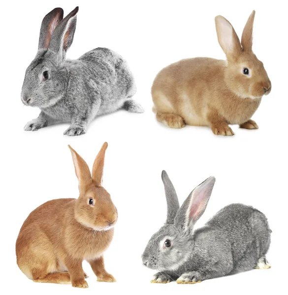 Beyaz tüylü şirin tavşanlar, kolaj.