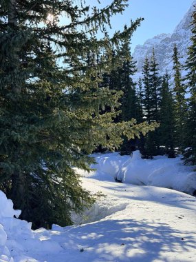Kış günü dağlarda güzel bir orman