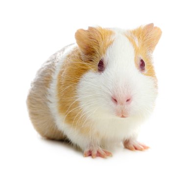 Beyaz arka planda sevimli bir kobay faresi.