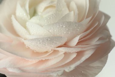 Işık arka planında su damlaları olan güzel ranunculus çiçeği, yakın plan.