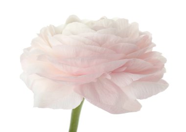 Güzel bir ranunculus çiçeği beyaza izole edilmiş.