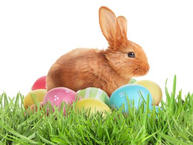 Paskalya yumurtaları ve tüylü tavşancık yeşil çimlerde beyaz arka planda