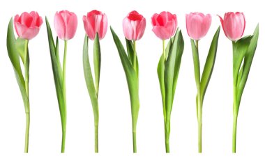 Pembe laleler beyaza izole edilmiş, tamam. Güzel bahar çiçekleri