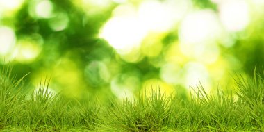 Bulanık yeşil arka planda canlı çimenler. Pankart tasarımı