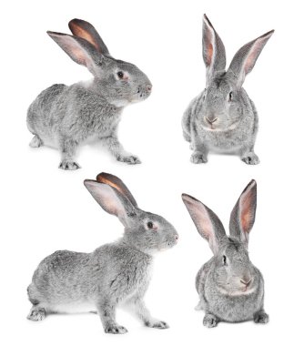 Beyaz arka planda tüylü gri tavşan, kolaj