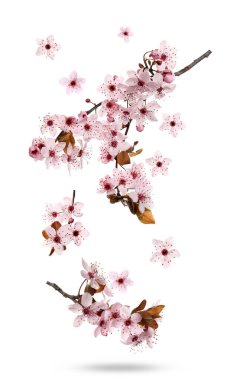 Beyaz arkaplana karşı düşen bahar ağaçları