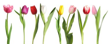 Parlak laleler beyaz üzerine izole edilmiş, set. Bahar çiçekleri