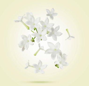 Yasemin yaprakları bej renkli arkaplanlara çarpıyor. Bahar çiçekleri