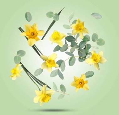 Sarı nergis ve okaliptüs dalları yeşil eğimli arka plana düşüyor. Bahar çiçekleri