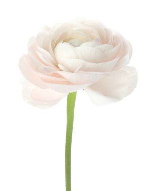 Güzel bir ranunculus çiçeği beyaza izole edilmiş.