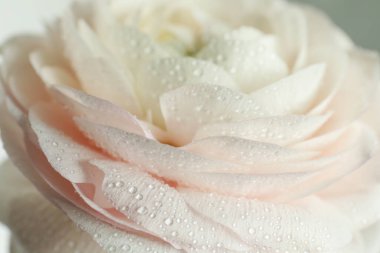 Işık arka planında su damlaları olan güzel ranunculus çiçeği, yakın plan.