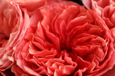 Arka plan olarak güzel pembe güller, yakın plan