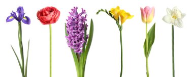 Çiçek açan bahar çiçekleri beyazlar üzerinde izole edilmiş.