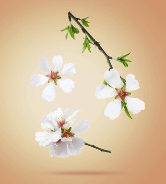 Bahar ağacı çiçekleri bej renk gradyan arkaplanına çarpıyor