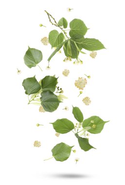 Linden çiçekleri ve yeşil yapraklar beyaz arka plana düşüyor. Bahar mevsimi