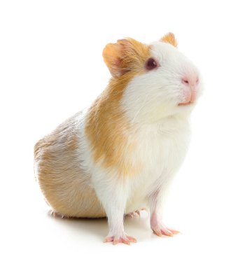 Beyaz arka planda sevimli bir kobay faresi.
