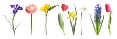 Güzel açan ilkbahar çiçekleri beyazlar üzerinde izole edilmiş.