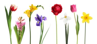 Parlak bahar çiçekleri beyaz renkte izole edilmiş.