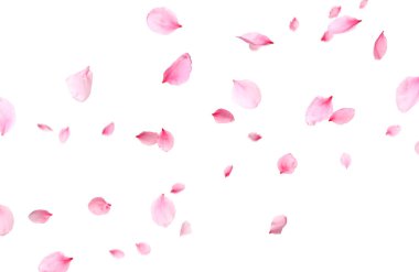 Beyaz arka planda havada uçan Sakura yaprakları. Bahar çiçekleri.