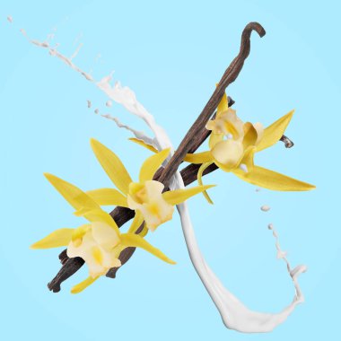 Vanilya çubukları, çiçekler ve süt açık mavi arka planda havaya sıçrıyor.