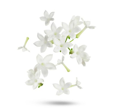 Yasemin çiçekleri beyaz arka plana düşüyor. Bahar çiçekleri