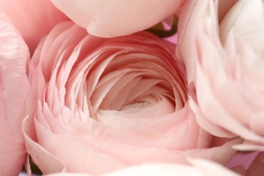 Arka plan olarak güzel ranunculus çiçekleri, yakın plan görünümü