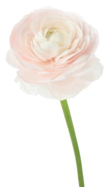 Güzel bir ranunculus çiçeği beyaza izole edilmiş.