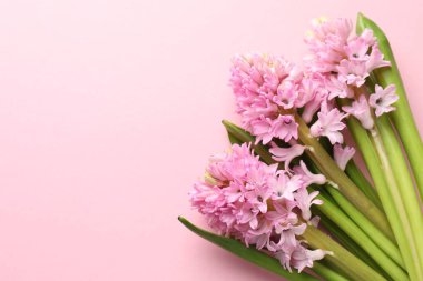 Pembe arka planda güzel sümbül çiçekleri, düz yatış. Metin için boşluk