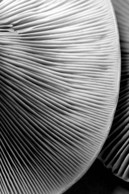 İstiridye mantarları, yakın çekim manzarası. Siyah ve beyaz etkisi