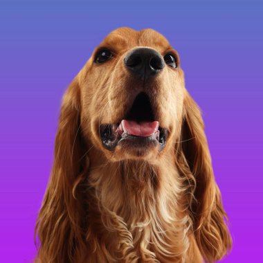 Mor arkaplanda sevimli cocker spaniel. Köpek portresi