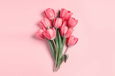 Pembe arka planda güzel laleler, üst manzara. Metin için boşluk