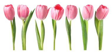 Pembe laleler beyaza izole edilmiş, tamam. Güzel bahar çiçekleri