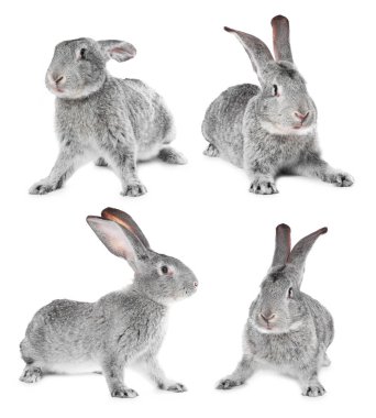 Beyaz arka planda tüylü gri tavşan, kolaj