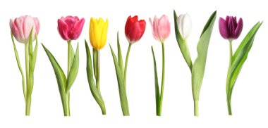 Beyaza izole edilmiş parlak laleler. Bahar çiçekleri