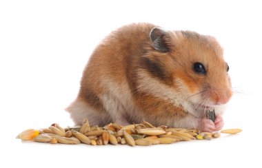 Beyaz arka planda tohum yiyen sevimli hamster.