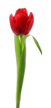 Güzel bir kırmızı lale beyazda izole edilmiş.