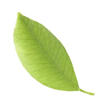 Taze yeşil narenciye yaprağı beyaza izole edilmiş.