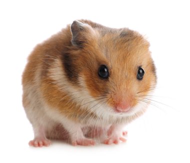 Beyaz arka planda sevimli bir hamster. Sevimli hayvan
