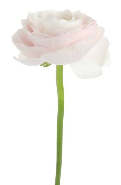Güzel bir ranunculus çiçeği beyaza izole edilmiş.