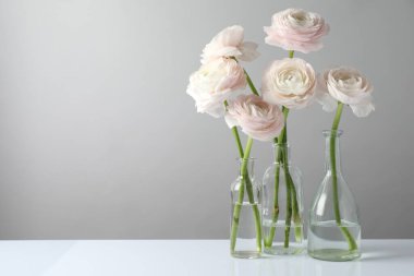 Güzel ranunculus çiçekleri beyaz masada cam şişelerde gri arka planda, yakın plan. Metin için boşluk