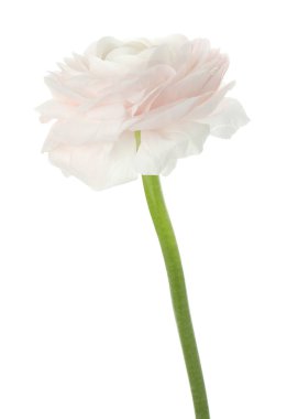 Güzel bir ranunculus çiçeği beyaza izole edilmiş.