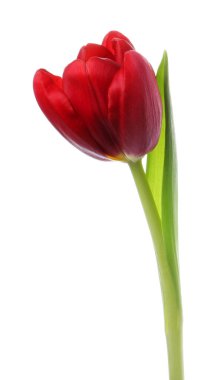 Güzel bir kırmızı lale beyazda izole edilmiş.