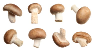 Taze şampiyon mantarları beyaza izole edilmiş, kolaj