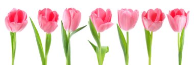 Pembe laleler beyaza izole edilmiş, tamam. Güzel bahar çiçekleri