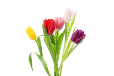 Güzel renkli lale çiçekleri beyaz renkte izole edilmiş