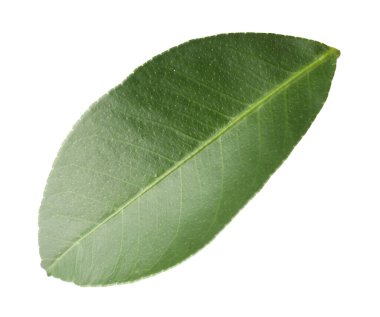 Bir narenciye yaprağı beyaza izole edilmiş.