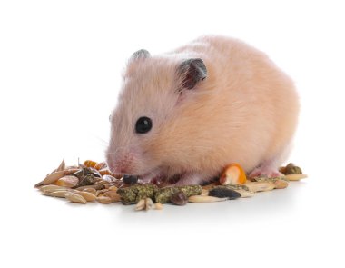 Beyaz arka planda tohum yiyen sevimli hamster.