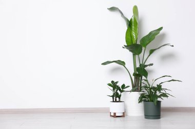 Işık duvarının yanındaki yerde çok güzel saksılar var. Metin için boşluk