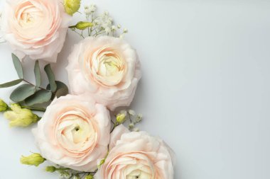 Beyaz arka planda güzel ranunculuslar ve güller, düz yatış. Metin için boşluk