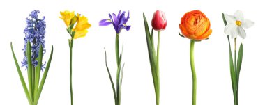 Çiçek açan bahar çiçekleri beyazlar üzerinde izole edilmiş.